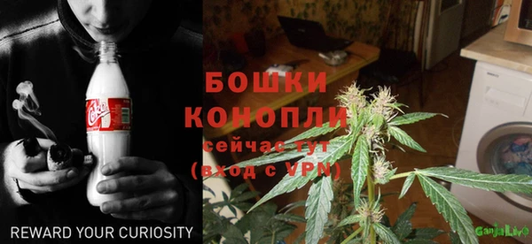 прущие грибы Аркадак